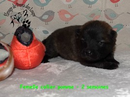 chiot eurasier